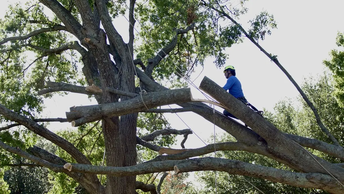 Professional Crown Thinning performed by certified arborists in Skyforest